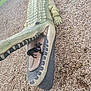 dog, crocodile_sculpture, park, wood_chips, outdoor, playful, animal, pet, small_dog, purple_collar, sculpture, mouth_open, teeth, reptile, daylight, nature, grass, funny, cute, animal_park