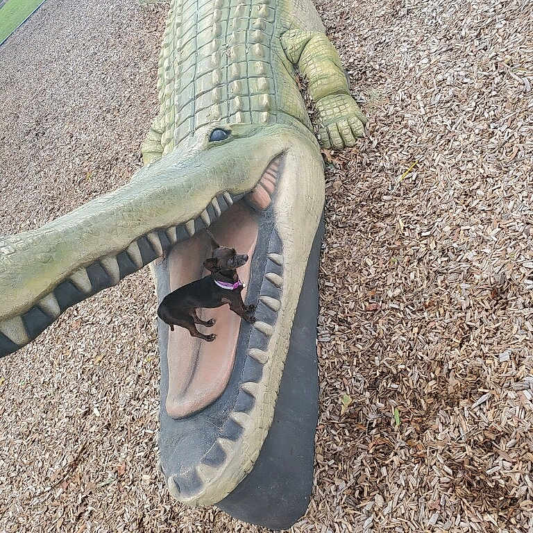Willow joined the competition — help win amazing prizes! animal, animal_park, crocodile_sculpture, cute, daylight, dog, funny, grass, mouth_open, nature, outdoor, park, pet, playful, purple_collar, reptile, sculpture, small_dog, teeth, wood_chips