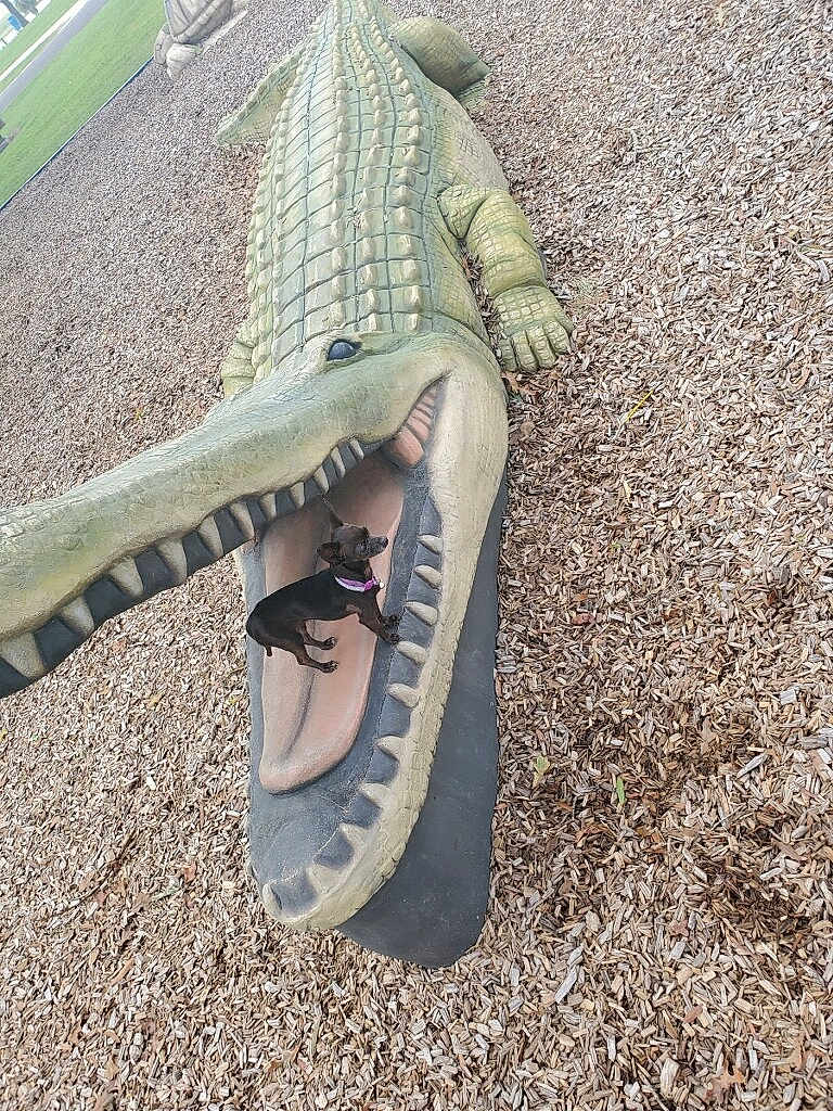Willow joined the competition — help win amazing prizes! dog, crocodile_sculpture, park, wood_chips, outdoor, playful, animal, pet, small_dog, purple_collar, sculpture, mouth_open, teeth, reptile, daylight, nature, grass, funny, cute, animal_park