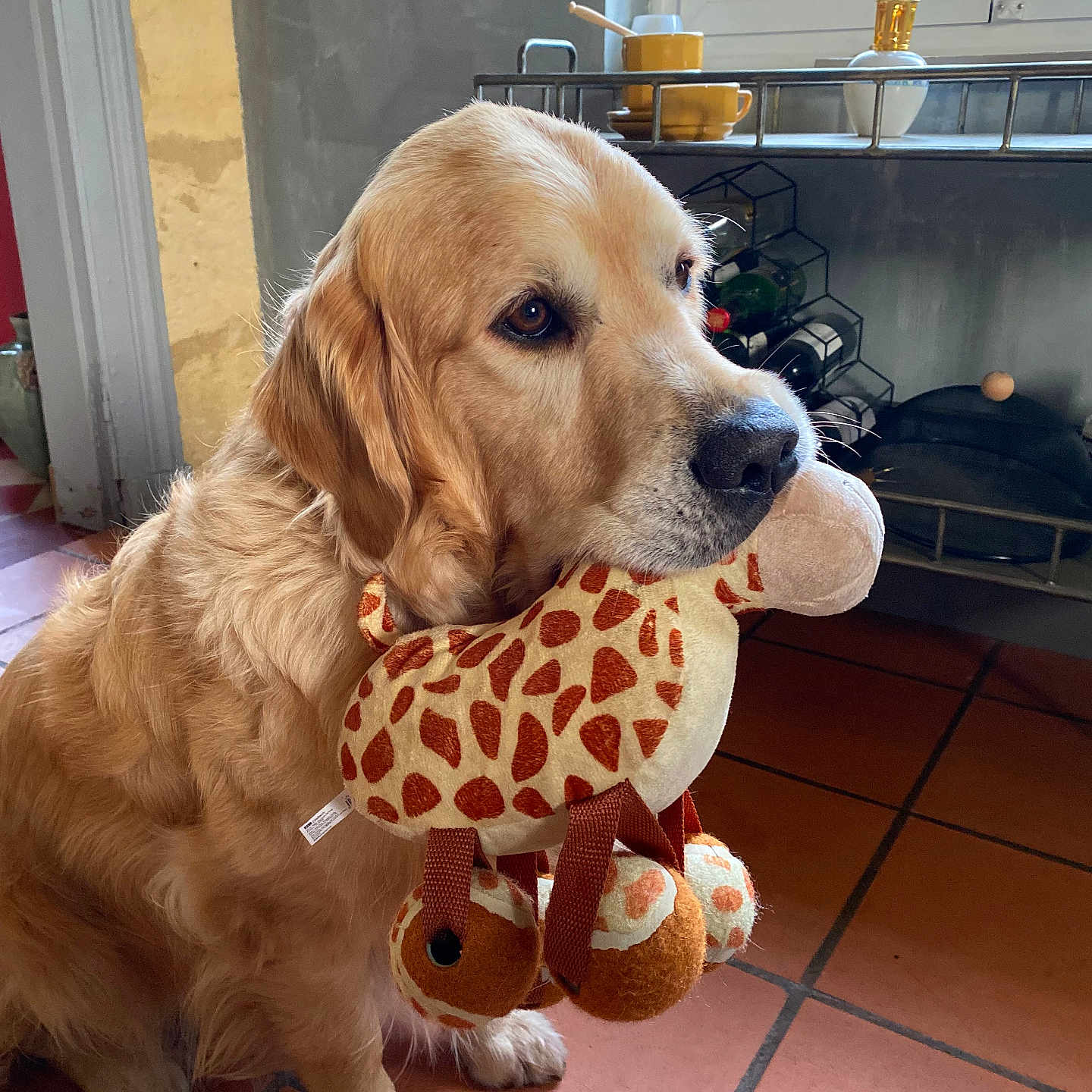 Suly a rejoint le concours — aidez-le/la à gagner de superbes lots ! animal, canine, cockerspaniel, dog, dogbed, goldenretriever, hound, labradorretriever, pet, plush, puppy, snout, toy, whitedog
