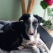 Mia participe au concours pour gagner de l'argent avec cette photo : dog, black_and_white, blanket, indoor, plant, leaf, wood, pink_nose, resting, furniture, home, pet, cozy, relaxed, animal, spot, fur, paw, cute, portrait