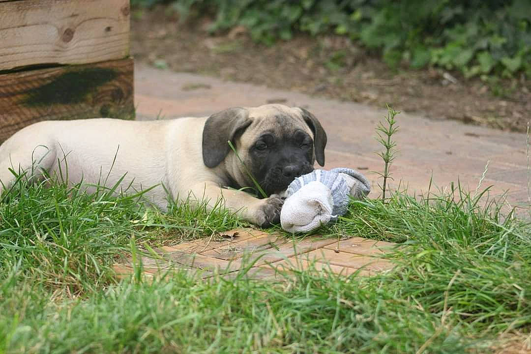 Scheena Diablo Del Fuego