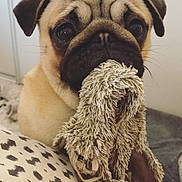 Ophelie a rejoint le concours — aidez-le/la à gagner de superbes lots ! ancient_dog_breeds, canidae, carnivore, companion_dog, dog, dog_breed, fawn, mammal, pug, puppy, snout, sporting_group, toy_dog, vertebrate, whiskers, wrinkle