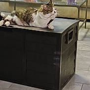 Tipsy is registered to the contest to win money with this photo: cat, couch, cozy, domestic, feline, floor_tiles, fur, glass_table, household_items, indoor, living_room, lounging, paws, pet, relaxed, resting, storage_box, tabby, whiskers, white