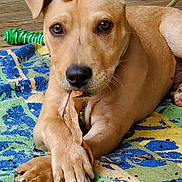 Jack Ruckus is registered to the contest to win money with this photo: accessories, animal, beagle, boxer, bulldog, canine, dog, face, goldenretriever, head, hound, labradorretriever, person, pet, pitbull, plywood, pointer, puppy, strap, wood