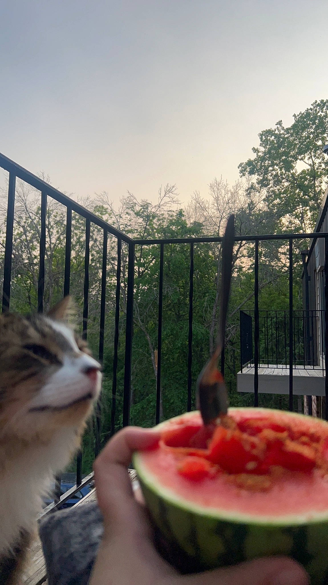 Nugget joined the competition — help win amazing prizes! botany, carnivore, cat, citrullus, fawn, felidae, food, fruit, grass, leaf, mammal, melon, nature, photograph, plant, sky, summer, tree, vertebrate, watermelon