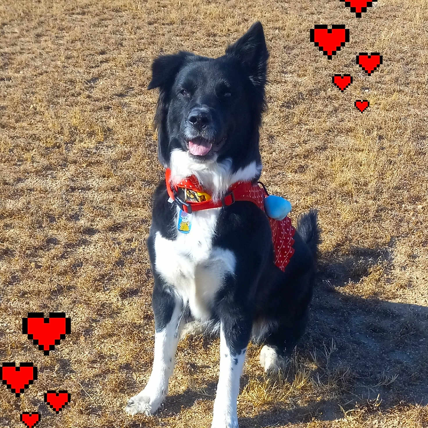Willow joined the competition — help win amazing prizes! accessories, animal, canine, collar, collie, dog, envelope, eskimodog, formalwear, grass, greetingcard, husky, mail, outdoors, pet, plant, puppy, soil, strap, tie