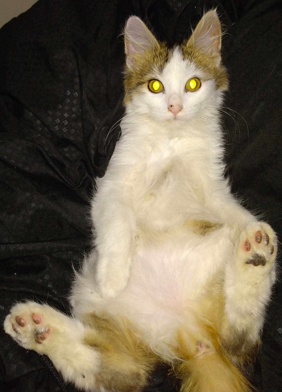 Sketch is registered to the contest to win money with this photo: animal, black_paw_pads, brown_fur, cat, close_up, curious, cute, fabric_background, flash_effect, fluffy, indoor, lying_down, mammal, paws, pet, pink_paw_pads, relaxed, whiskers, white_fur, yellow_eyes