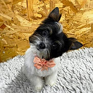 Crystal joined the competition — help win amazing prizes! dog, puppy, bow_tie, fluffy, white_rug, wooden_background, cute, pet, small_dog, fur, ears, black_and_white, animal, portrait, indoor, sitting, head_tilt, adorable, companion, domestic_animal