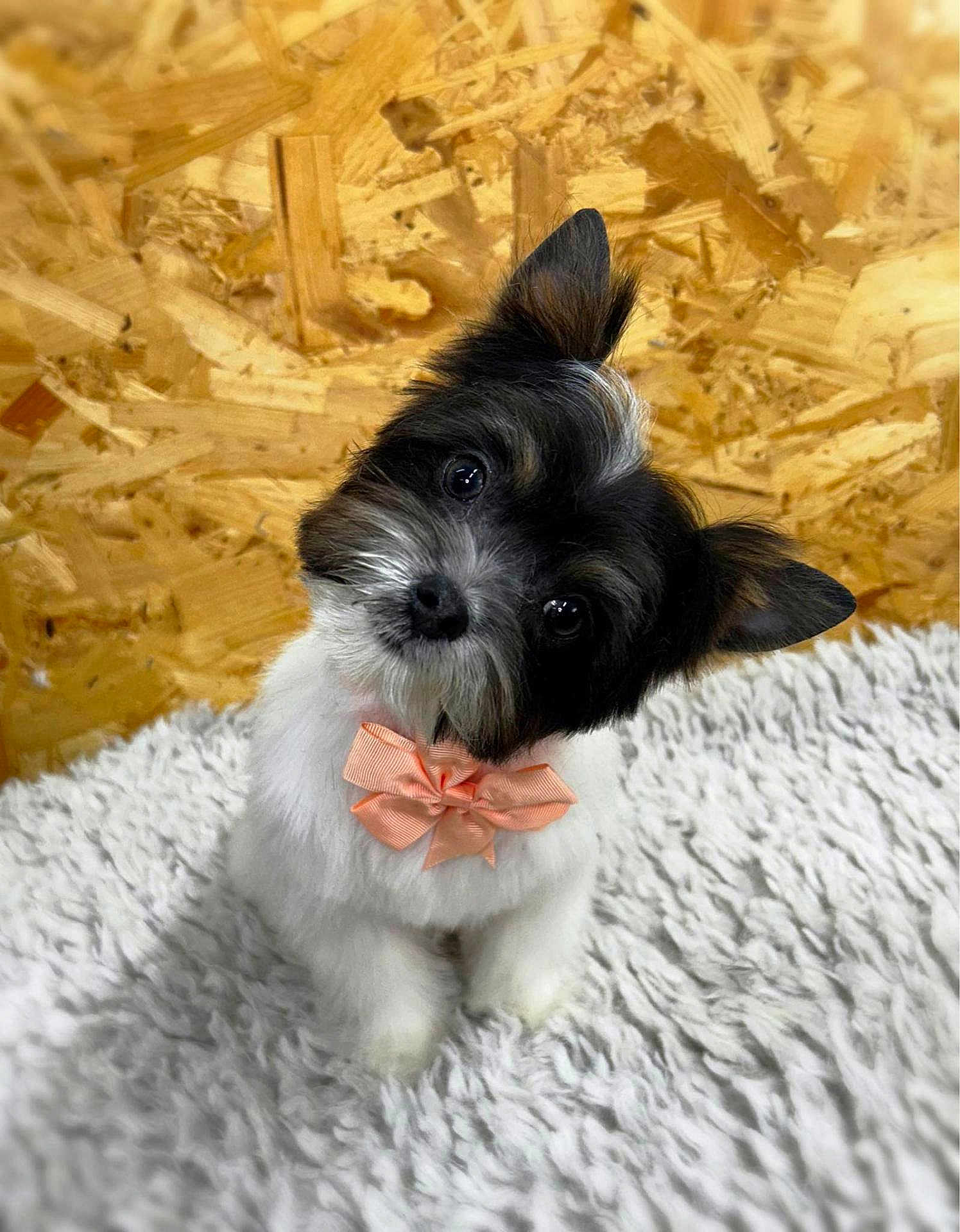 Crystal joined the competition — help win amazing prizes! dog, puppy, bow_tie, fluffy, white_rug, wooden_background, cute, pet, small_dog, fur, ears, black_and_white, animal, portrait, indoor, sitting, head_tilt, adorable, companion, domestic_animal
