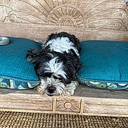 Bear joined the competition — help win amazing prizes! dogs, puppies, black_and_white, fluffy, small_breed, shih_tzu, resting, sleepy, cushions, turquoise, sofa, wooden_furniture, carved_wood, indoor, home, carpet, portrait, pet, cute, relaxed