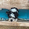 dogs, puppies, black_and_white, fluffy, small_breed, shih_tzu, resting, sleepy, cushions, turquoise, sofa, wooden_furniture, carved_wood, indoor, home, carpet, portrait, pet, cute, relaxed