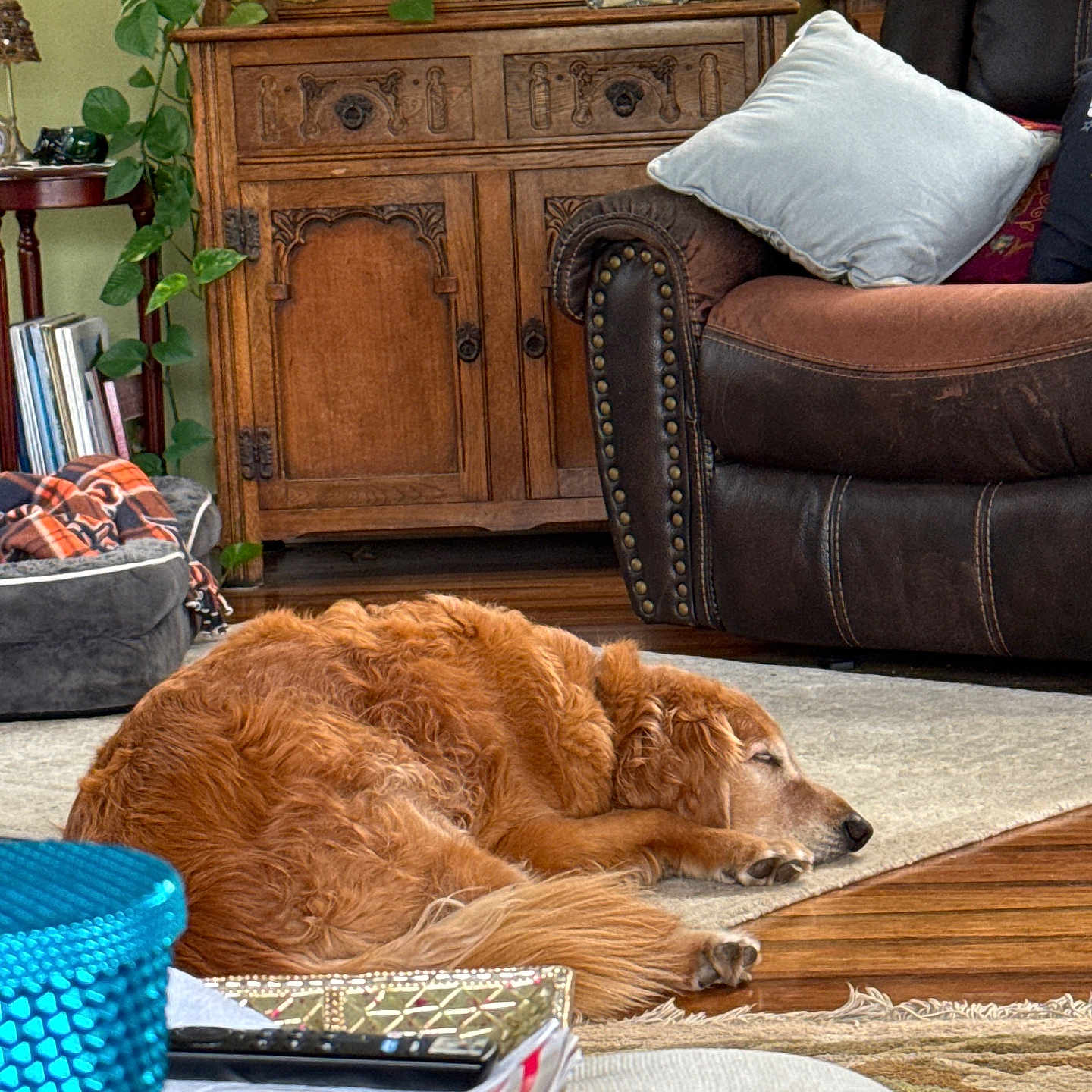 Flyer is registered to the contest to win money with this photo: blanket, blue_glass, books, cabinet, cozy, dog, furniture, glasses, golden_retriever, home_interior, leather_couch, living_room, peaceful, pillow, plant, relaxation, rug, sleeping, table, wooden_floor