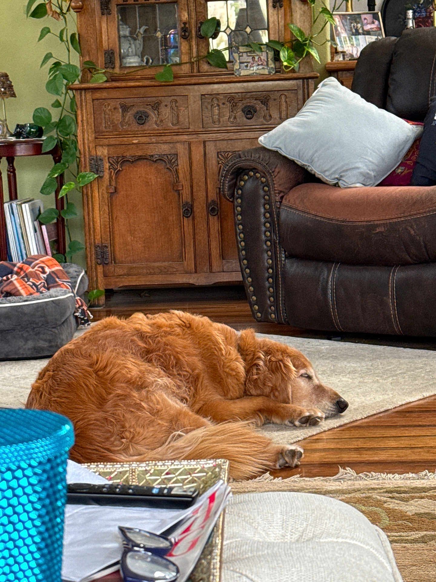 Flyer is registered to the contest to win money with this photo: dog, golden_retriever, sleeping, rug, wooden_floor, leather_couch, pillow, cabinet, plant, glasses, blue_glass, table, blanket, books, home_interior, cozy, relaxation, furniture, living_room, peaceful