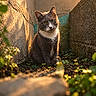 cat, gray_cat, white_chest, animal, pet, portrait, sitting, looking_at_camera, green_eyes, whiskers, ears, fur, outdoor, garden, moss, plants, stone_wall, sunset, golden_light, shallow_depth_of_field