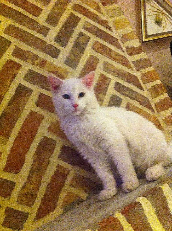Junior