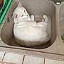 Junior participe au concours pour gagner de l'argent avec cette photo :