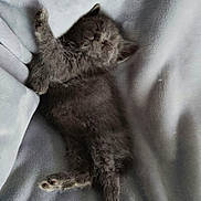 Boris participe au concours pour gagner de l'argent avec cette photo : kitten, cat, gray_fur, fluffy, sleepy, lying_down, stretching, paws, whiskers, ears, tail, blanket, soft_texture, indoor, close_up, pet, cute, relaxed, portrait, cozy