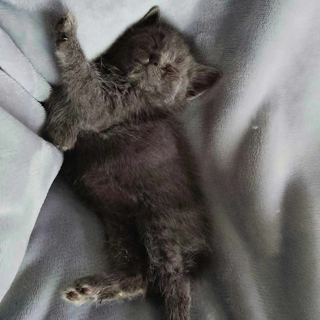 Boris