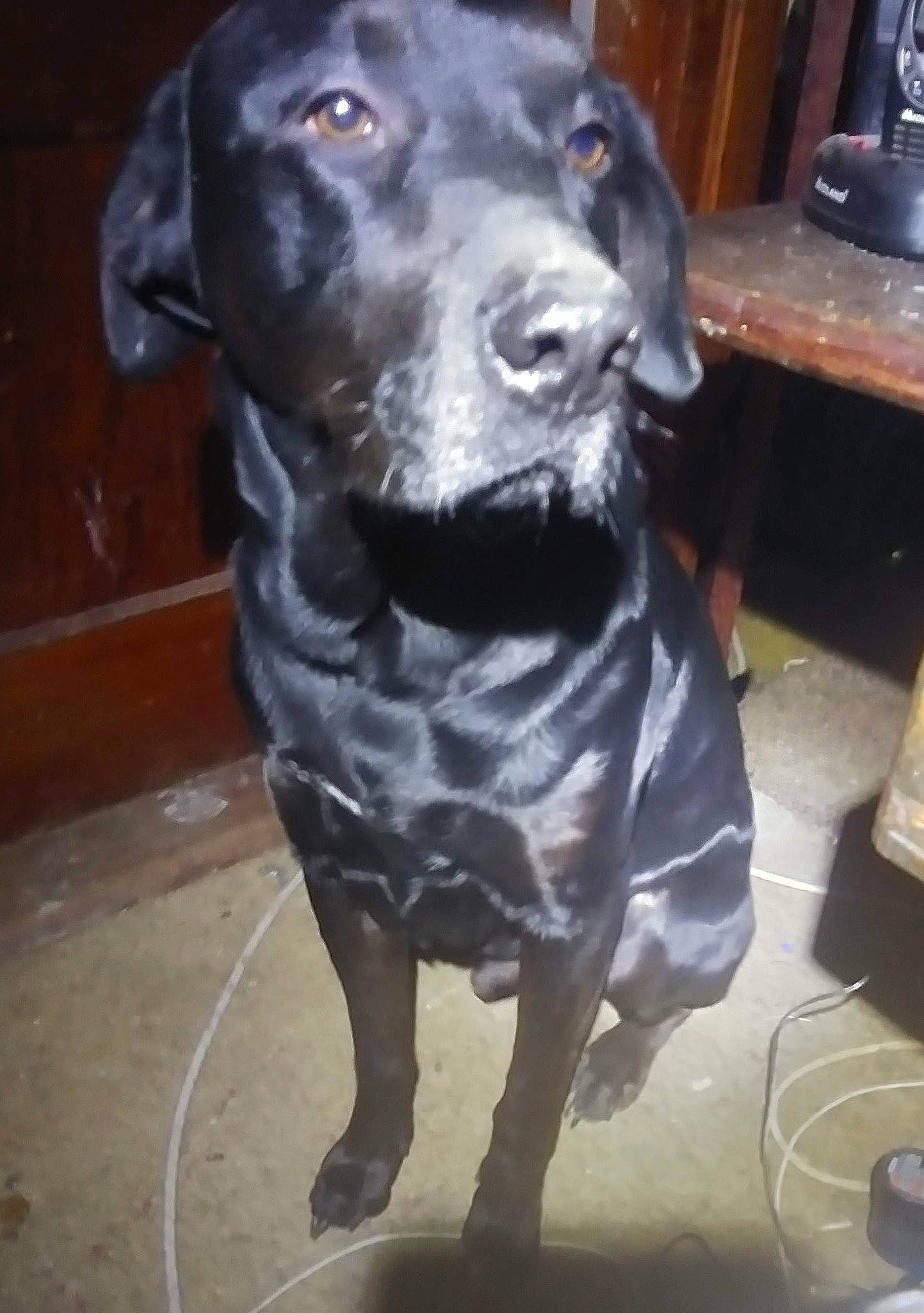 Scout joined the competition — help win amazing prizes! borador, canidae, carnivore, companion_dog, dog, dog_breed, dog_collar, flooring, fur, grey, guard_dog, hunting_dog, metal, non_sporting_group, snout, sporting_group, table, whiskers, working_animal, working_dog