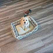 Tilly joined the competition — help win amazing prizes! animal, collar, dog, dog_bed, eyes, face, fluffy, home, indoors, living_room, patterned_bed, pet, pet_bed, plush_toy, portrait, red_collar, sitting, small_dog, toy, wood_floor