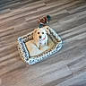 animal, collar, dog, dog_bed, eyes, face, fluffy, home, indoors, living_room, patterned_bed, pet, pet_bed, plush_toy, portrait, red_collar, sitting, small_dog, toy, wood_floor