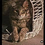 cat, tabby, basket, pet, feline, indoor, curious, paws, yellow_eyes, woven, cozy, resting, fur, animal, closeup, cute, home, relaxed, soft_light, shadow