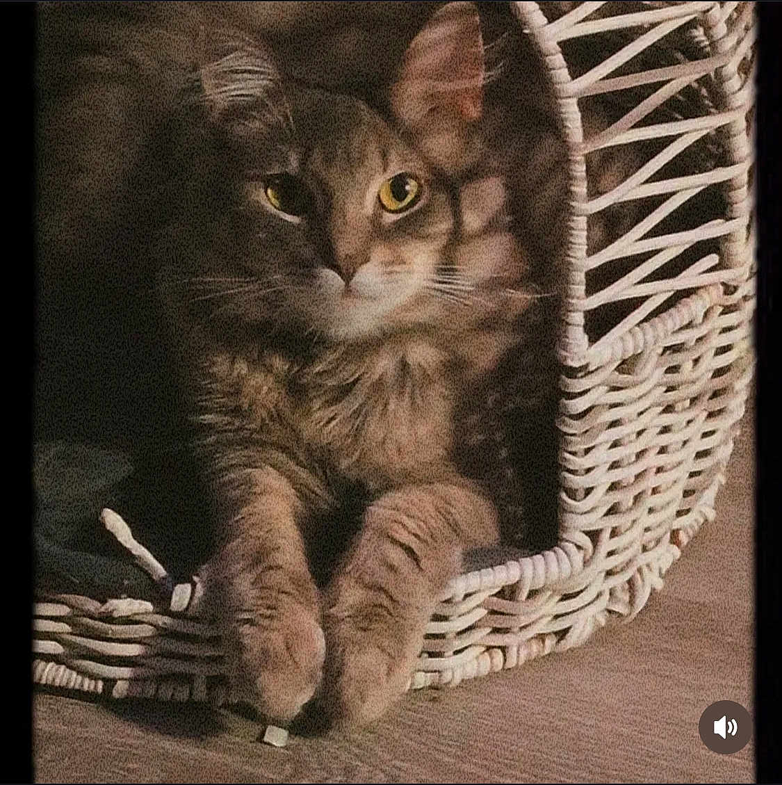 Asteroid is registered to the contest to win money with this photo: cat, tabby, basket, pet, feline, indoor, curious, paws, yellow_eyes, woven, cozy, resting, fur, animal, closeup, cute, home, relaxed, soft_light, shadow