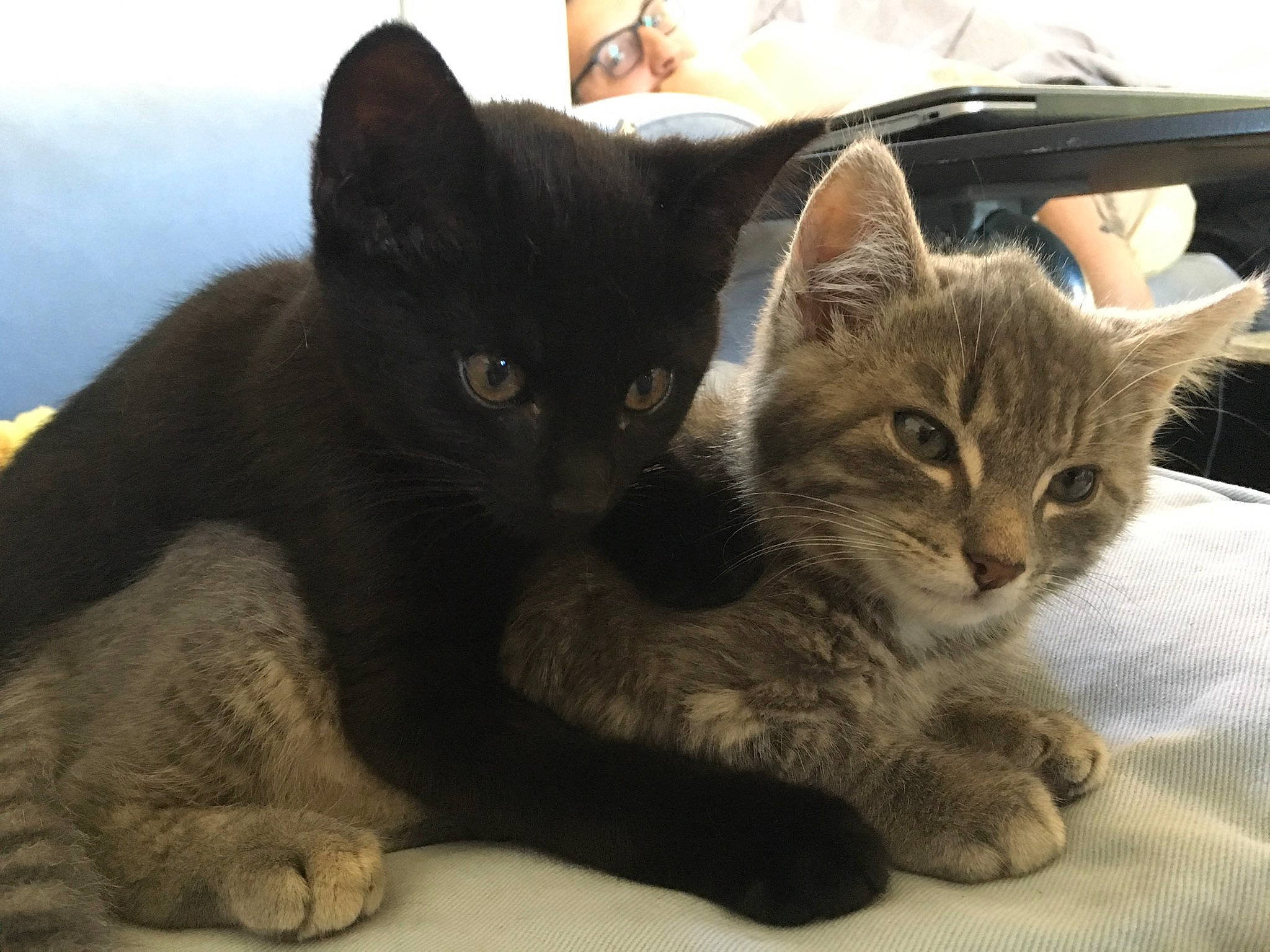 Baghera a rejoint le concours — aidez-le/la à gagner de superbes lots ! asian, black_cat, carnivore, cat, domestic_short_haired_cat, european_shorthair, felidae, german_rex, kitten, korat, mammal, nebelung, oriental_longhair, polydactyl_cat, russian_blue, small_to_medium_sized_cats, snout, tabby_cat, vertebrate, whiskers