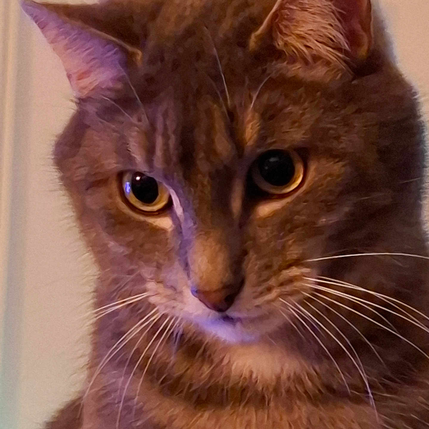 Baloo Boudan