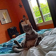 Baloo Boudan participe au concours pour gagner de l'argent avec cette photo : bed, bedroom, cat, curtain, duvet, framed_picture, funny_pose, green_trees, home_interior, indoor, orange_wall, paws, pillow, radiator, relaxed, sitting, stuffed_toy, tabby_cat, whiskers, window