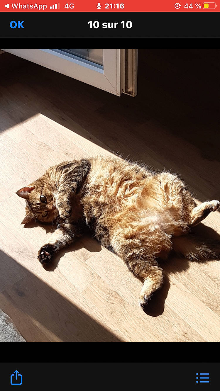 Maguy participe au concours pour gagner de l'argent avec cette photo : brown, carnivore, cat, claw, comfort, domestic_short_haired_cat, fawn, felidae, flooring, fur, hardwood, metal, paw, room, small_to_medium_sized_cats, tail, vertebrate, whiskers, wood