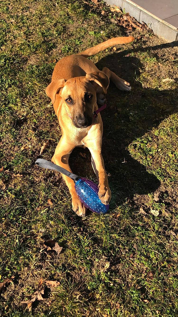 Ora a rejoint le concours — aidez-le/la à gagner de superbes lots ! canidae, carnivore, collar, companion_dog, dog, dog_breed, dog_collar, fawn, grass, guard_dog, hunting_dog, molosser, non_sporting_group, plant, shadow, soil, tail, working_animal, working_dog