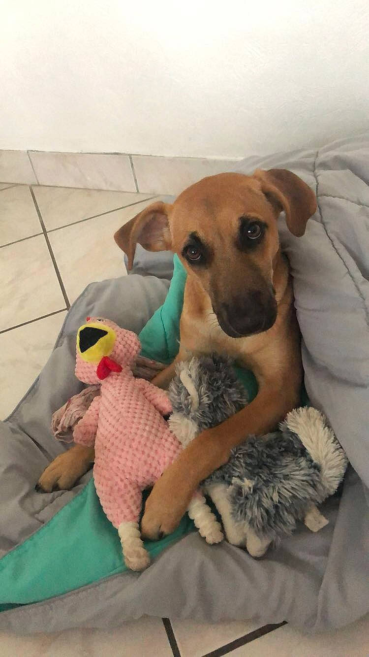 Ora a rejoint le concours — aidez-le/la à gagner de superbes lots ! canidae, carnivore, comfort, companion_dog, dog, dog_bed, dog_breed, dog_clothes, dog_supply, fawn, linens, paw, pet_supply, plush, snout, sporting_group, stuffed_toy, toy, toy_dog, working_animal