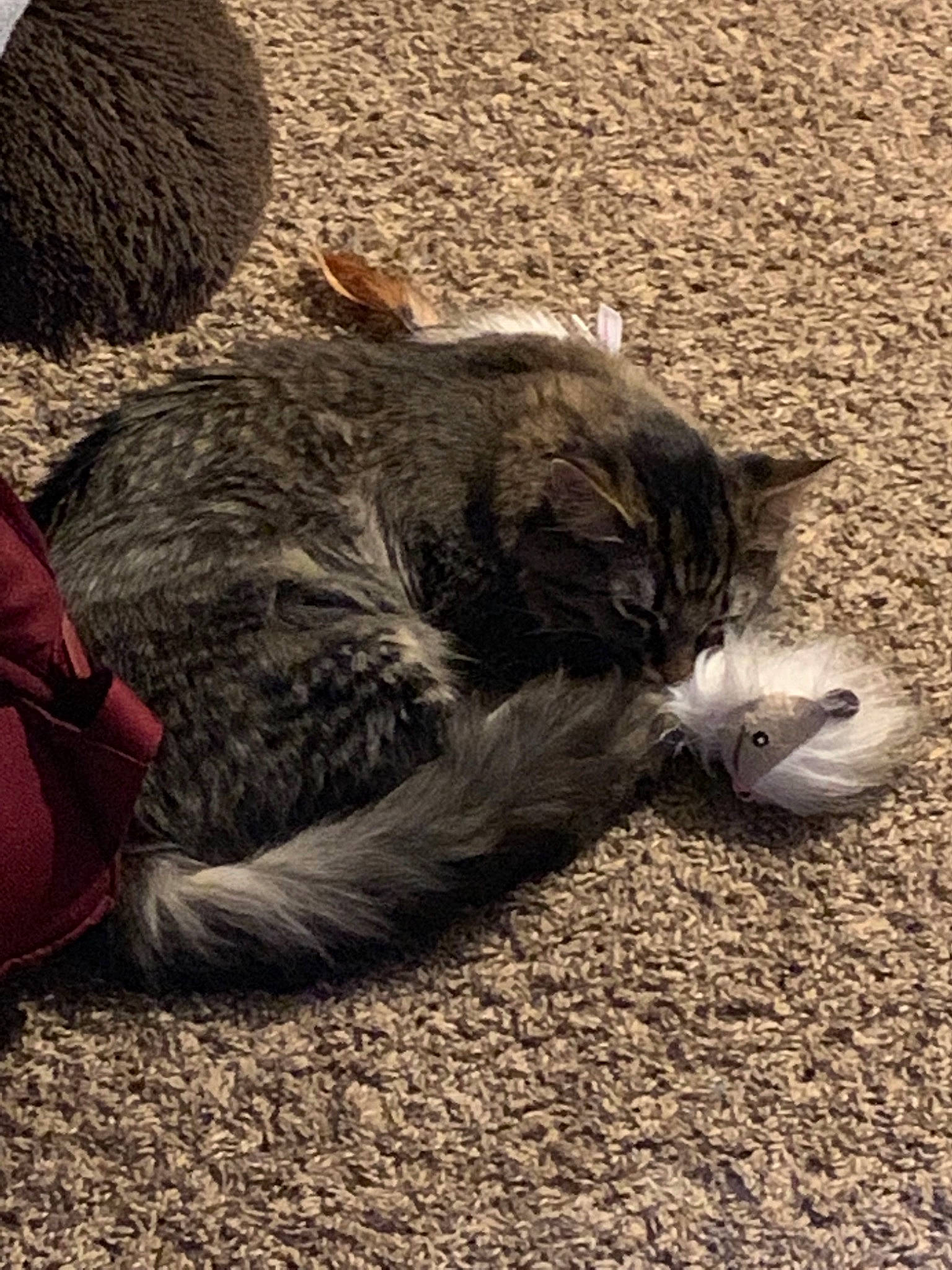 Church joined the competition — help win amazing prizes! canidae, carnivore, cat, claw, dog_breed, ear, felidae, fur, nap, paw, sand, sleep, small_to_medium_sized_cats, tail