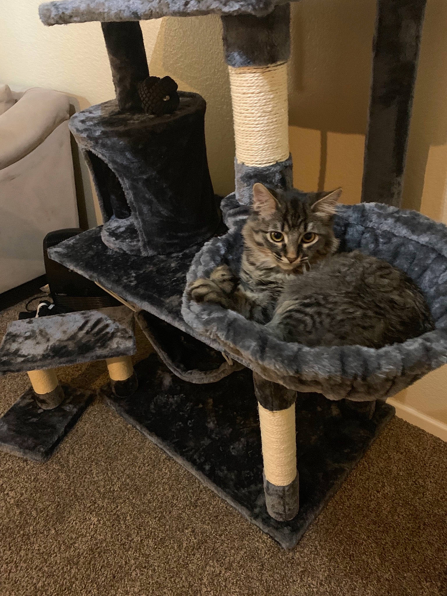 Church joined the competition — help win amazing prizes! american_shorthair, carnivore, cat, cat_furniture, cat_supply, domestic_short_haired_cat, european_shorthair, felidae, fur, furniture, small_to_medium_sized_cats, tabby_cat, table, whiskers, wood