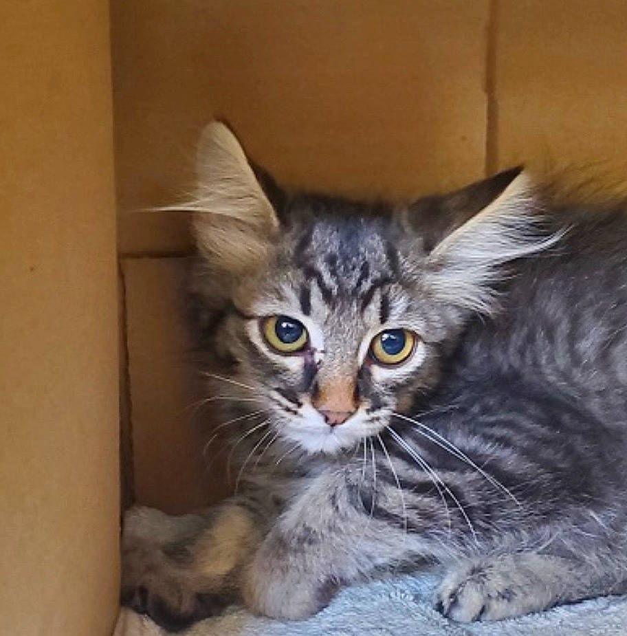 Church joined the competition — help win amazing prizes! asian, asian_semi_longhair, carnivore, cat, domestic_long_haired_cat, domestic_short_haired_cat, dragon_li, european_shorthair, felidae, kitten, maine_coon, mammal, norwegian_forest_cat, oriental_longhair, pixie_bob, siberian, small_to_medium_sized_cats, tabby_cat, vertebrate, whiskers