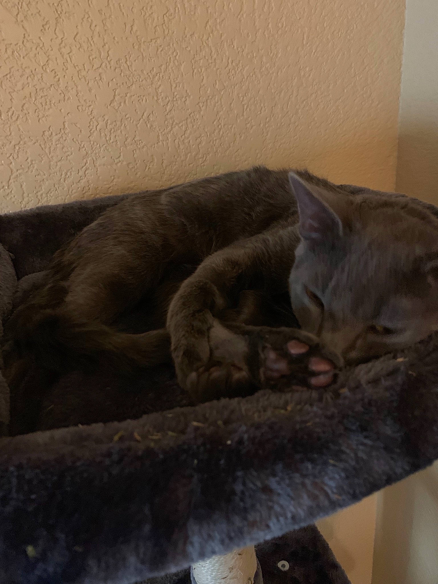 Haku is registered to the contest to win money with this photo: asian, british_shorthair, carnivore, cat, chartreux, domestic_short_haired_cat, european_shorthair, felidae, korat, mammal, nap, nebelung, russian_blue, small_to_medium_sized_cats, whiskers
