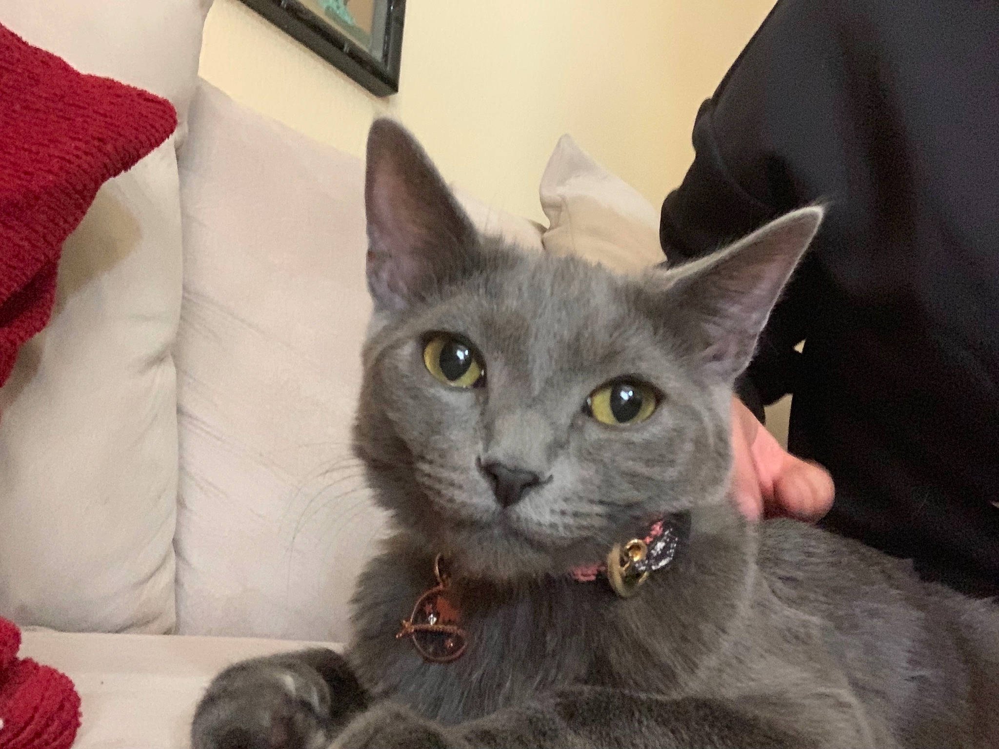 Haku joined the competition — help win amazing prizes! asian, british_shorthair, burmese, carnivore, cat, chartreux, domestic_short_haired_cat, felidae, german_rex, kitten, korat, mammal, nebelung, russian_blue, small_to_medium_sized_cats, snout, vertebrate, whiskers