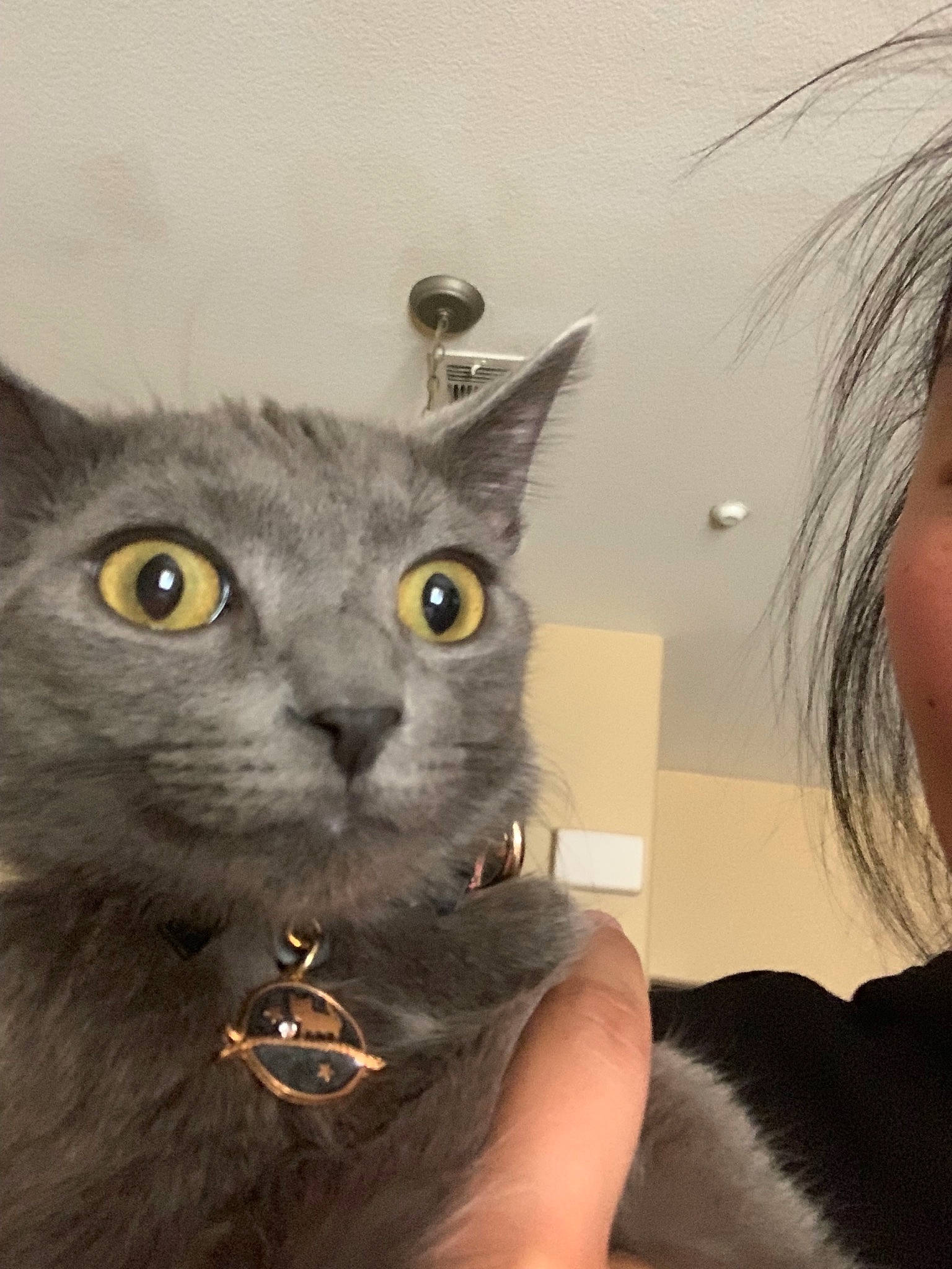 Haku is registered to the contest to win money with this photo: british_shorthair, carnivore, cat, chartreux, domestic_short_haired_cat, felidae, iris, korat, mammal, nebelung, russian_blue, small_to_medium_sized_cats, snout, whiskers