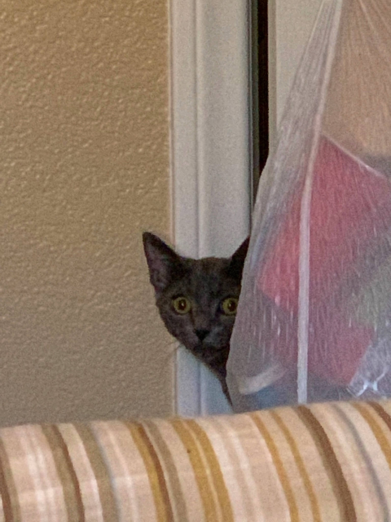 Haku is registered to the contest to win money with this photo: asian, black_cat, carnivore, cat, curtain, domestic_short_haired_cat, fawn, felidae, interior_design, kitten, mammal, small_to_medium_sized_cats, whiskers, window