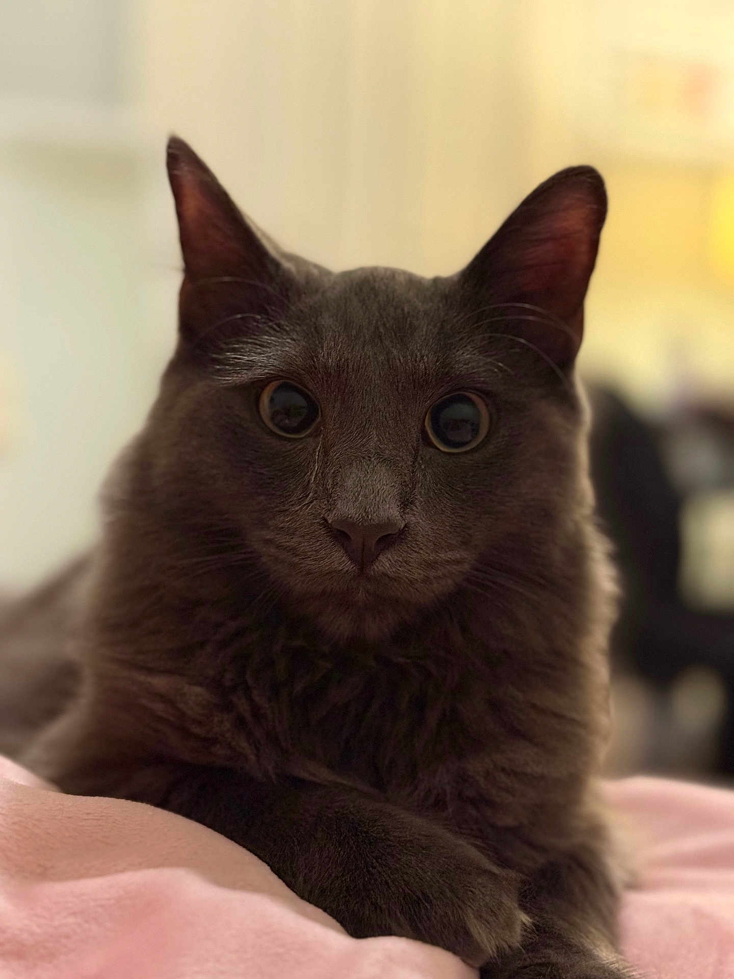 Beau is registered to the contest to win money with this photo: cat, gray_cat, close_up, pet, feline, animal, fur, whiskers, ears, eyes, indoor, soft, blanket, cute, resting, portrait, mammal, domestic_animal, cozy, curious