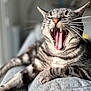 cat, yawning, tabby, indoor, pet, animal, feline, close_up, whiskers, mouth_open, teeth, tongue, relaxed, fur, paw, resting, cozy, blurred_background, striped, cute