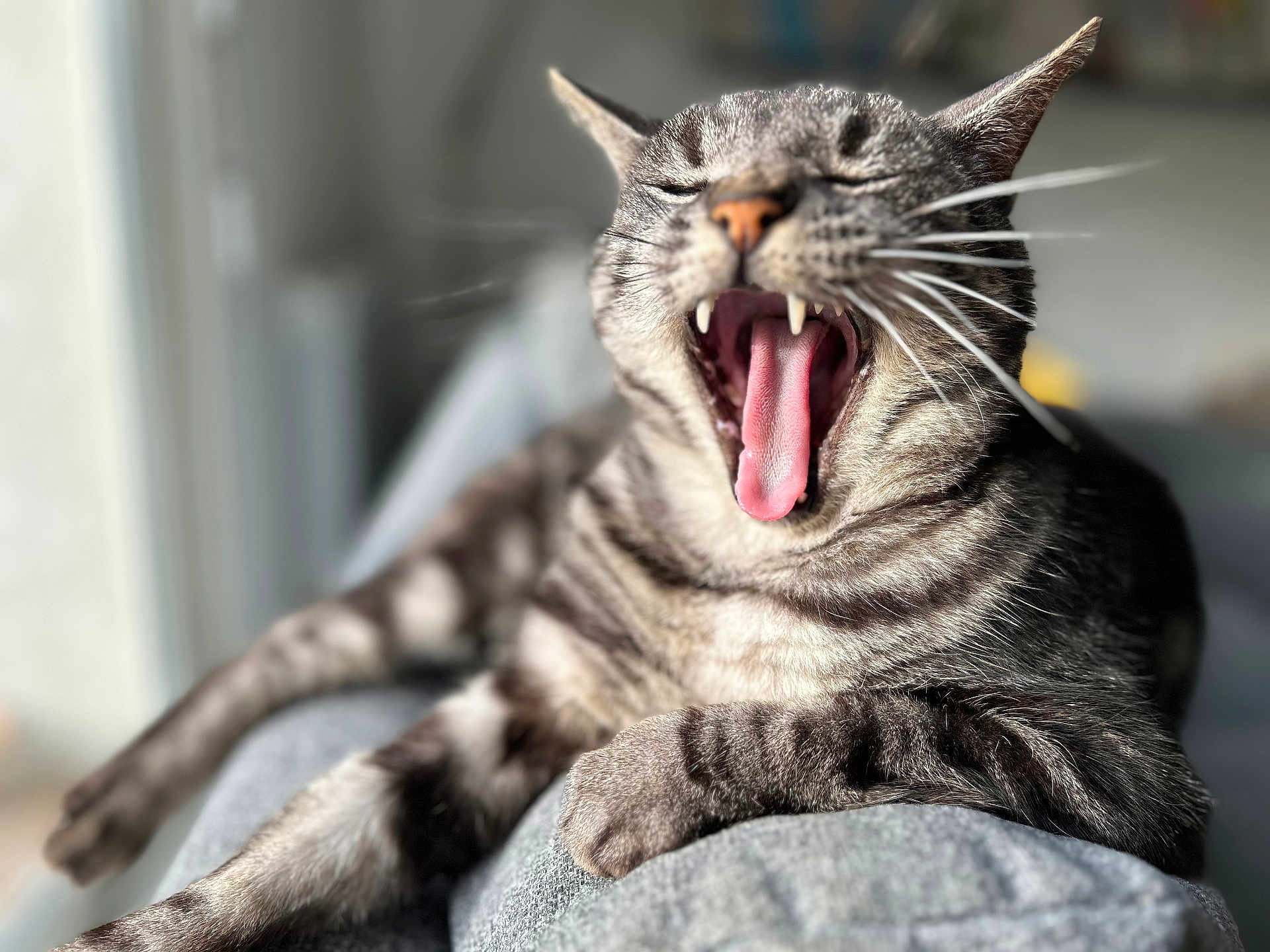 Banzaï a rejoint le concours — aidez-le/la à gagner de superbes lots ! cat, yawning, tabby, indoor, pet, animal, feline, close_up, whiskers, mouth_open, teeth, tongue, relaxed, fur, paw, resting, cozy, blurred_background, striped, cute