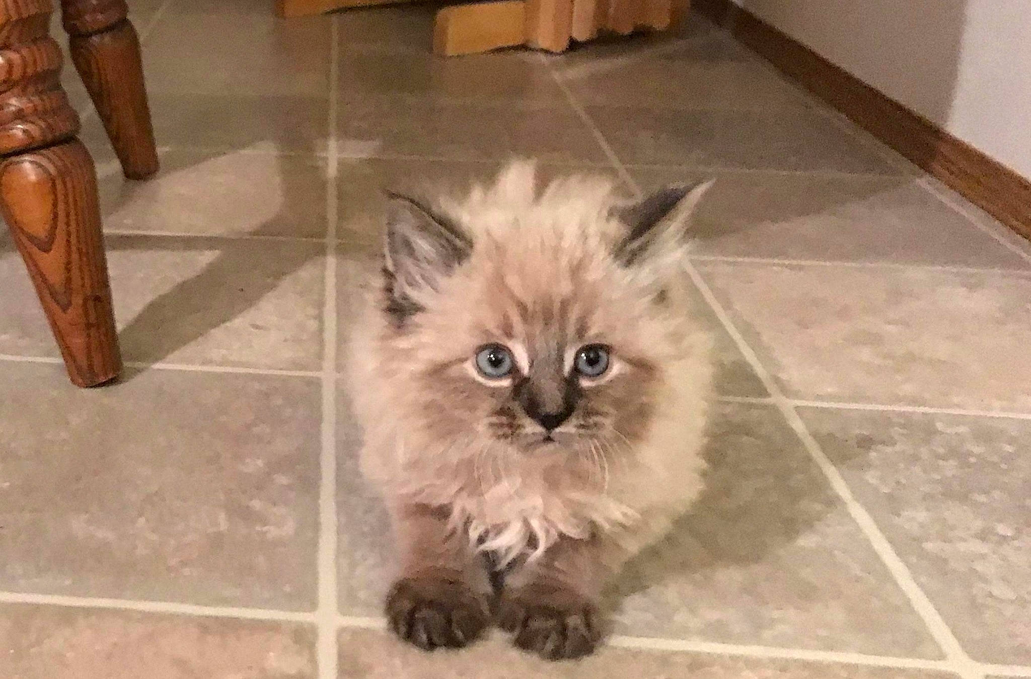 Vivian is registered to the contest to win money with this photo: asian_semi_longhair, balinese, birman, carnivore, cat, claw, domestic_long_haired_cat, fawn, felidae, flooring, himalayan, kitten, mammal, ragamuffin, ragdoll, siberian, small_to_medium_sized_cats, thai, vertebrate, whiskers