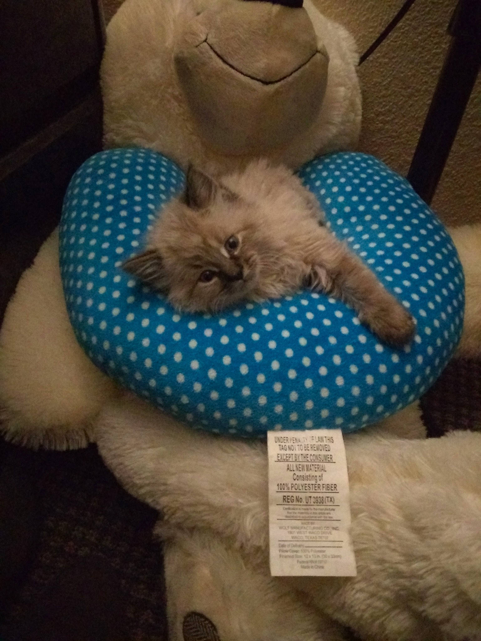 Vivian is registered to the contest to win money with this photo: birman, carnivore, cat, fawn, felidae, kitten, nap, ragdoll, small_to_medium_sized_cats, tonkinese, whiskers