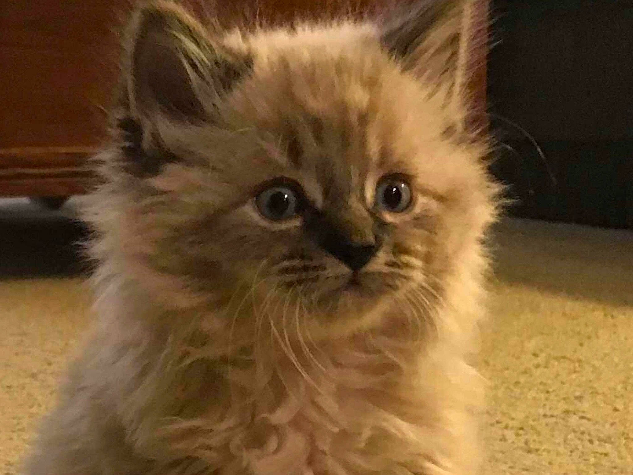 Vivian joined the competition — help win amazing prizes! asian, asian_semi_longhair, british_longhair, british_semi_longhair, carnivore, cat, domestic_long_haired_cat, eye, felidae, fur, kitten, mammal, napoleon_cat, ragamuffin, ragdoll, siberian, small_to_medium_sized_cats, snout, vertebrate, whiskers