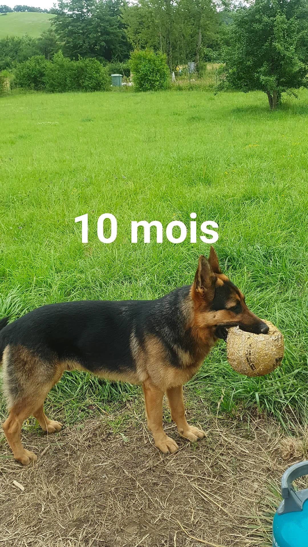 Ragnar participe au concours pour gagner de l'argent avec cette photo : canidae, carnivore, companion_dog, dog, dog_breed, east_european_shepherd, german_shepherd_dog, grass, grassland, herding_dog, king_shepherd, mammal, old_german_shepherd_dog, plant, snout, sporting_group, terrestrial_animal, tree, vertebrate, working_dog