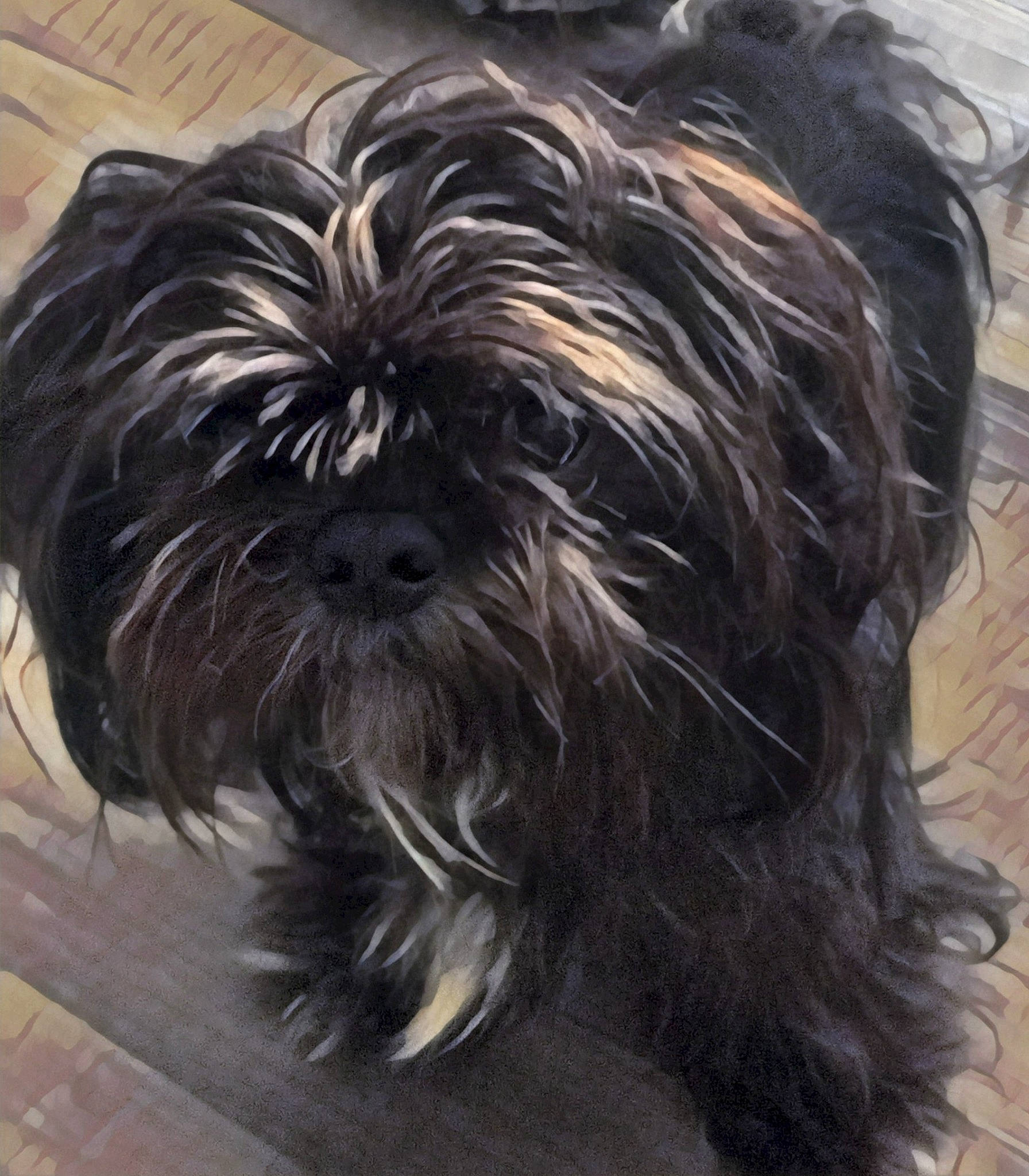 Obsidian is registered to the contest to win money with this photo: biewer_terrier, canidae, carnivore, companion_dog, dog, dog_breed, fur, liver, maltepoo, non_sporting_group, shih_poo, small_terrier, snout, sporting_group, terrestrial_animal, terrier, toy_dog, water_dog, working_animal, yorkipoo