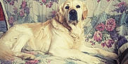 Gaffeur a rejoint le concours — aidez-le/la à gagner de superbes lots ! canidae, carnivore, companion_dog, dog, dog_breed, fawn, golden_retriever, labrador_retriever, mammal, puppy, puppy_love, retriever, sky, sporting_group